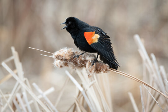 A male Red-winged Blackbird sings from atop a cattail at Rouge Beach in Scarborough, Ontario.
