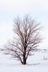 Fototapeta na wymiar Lonely bare tree in a snowy field. Nature concept