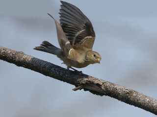 Female Goldfinches in spring molted to summer plumage on beautiful spring day, perched or taking off