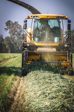 Forage harvester working on the wheat field