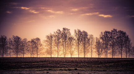 A beautiful misty morning over the spring fields. Sunrise with fog on grain fields.