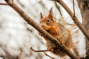Sciurus. Rodent. A squirrel sits on a tree and eats a nut. Beautiful squirrel in the park.