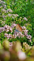 butterfly on a flower