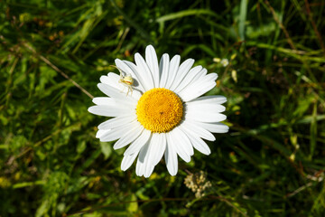 Fototapeta premium Little white spider on the chamomile petals. Flowers in the meadow.