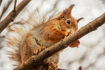 Sciurus. Rodent. A squirrel sits on a tree and eats a nut. Beautiful squirrel in the park.
