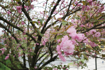 Spring blossom flowers in the branches