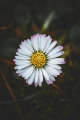 Flora Flowers Wildlife Macro Perspective Autumn Moody . High quality photo