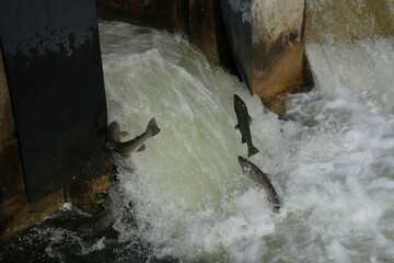 Rainbow Trout (Steelhead) fish jumping up man made fish ladder during spring spawning in the Ganaraska River, Ontario's largest natural fish hatchery