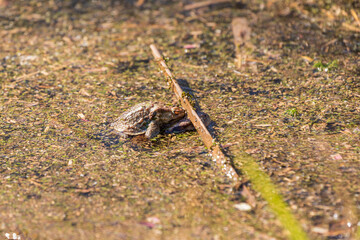 A large green frog in its natural habitat. Amphibian in water. Beautiful toad frog.