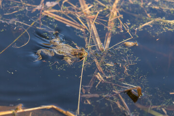 A large green frog in its natural habitat. Amphibian in water. Beautiful toad frog.