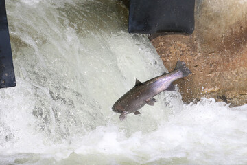 Rainbow Trout (Steelhead) fish jumping up man made fish ladder during spring spawning in the Ganaraska River, Ontario's largest natural fish hatchery