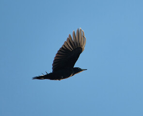 The black woodpecker in flight in evening light against clear blue sky