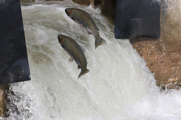 Rainbow Trout (Steelhead) fish jumping up man made fish ladder during spring spawning in the Ganaraska River, Ontario's largest natural fish hatchery