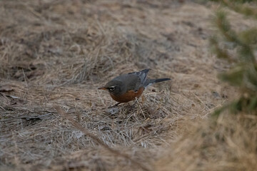 Bird on Triple Tree Hike Bozeman