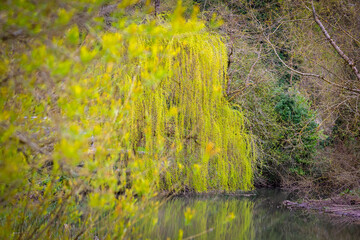 Weeping Willow Tree with brilliant display of drooping yellow catkins reflected in river.