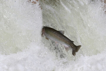 Fototapeta premium Rainbow Trout (Steelhead) fish jumping up man made fish ladder during spring spawning in the Ganaraska River, Ontario's largest natural fish hatchery