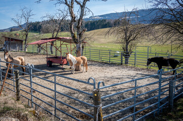 Thoroughbred horses on horse farm. Vaud Canton, Switzerland.