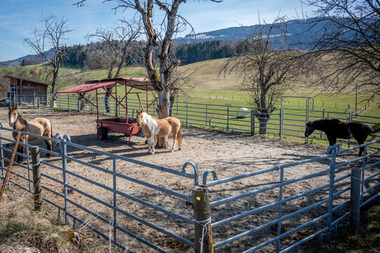 Thoroughbred horses on horse farm. Vaud Canton, Switzerland.