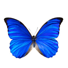 Butterfly of bright blue color with black edging, isolate on white background