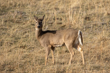 Naklejka na ściany i meble Deer in Field, Bozeman, MT, 2021