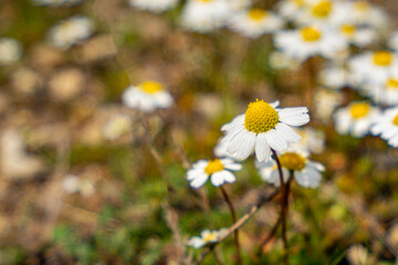 the beautiful blooming white daisies