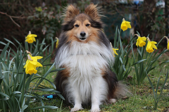 Sheltie mit sch&ouml;nen Osterglocken