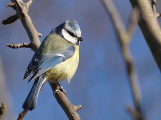 Obraz premium Eurasian blue tit (Cyanistes caeruleus) perched on tree branch, Poland