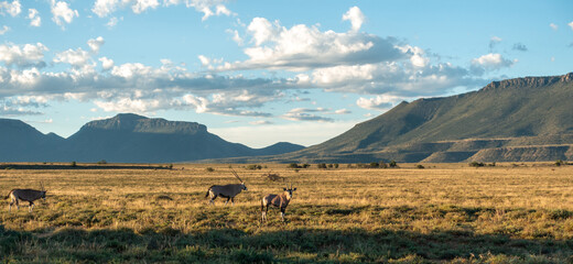 View of the arid mainland in the Cape Town region, Anysberg Nature Reserve, South Africa - obrazy, fototapety, plakaty
