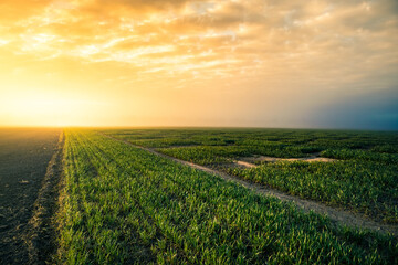 A beautiful misty morning over the spring fields. Sunrise with fog on grain fields.