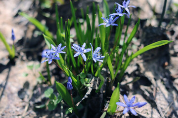 Spring flowers scilla in the forest.