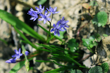 Spring flowers scilla in the forest.