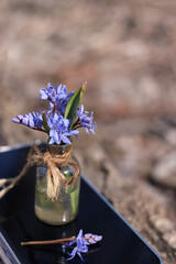 Spring flowers scilla in a glass bottle on a wooden background.