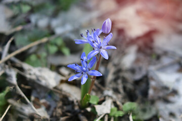 Spring flowers scilla in the forest.