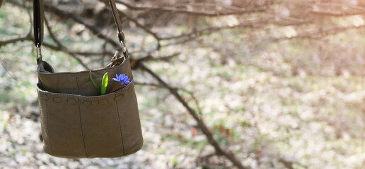 Spring flowers scilla in a woman's purse.