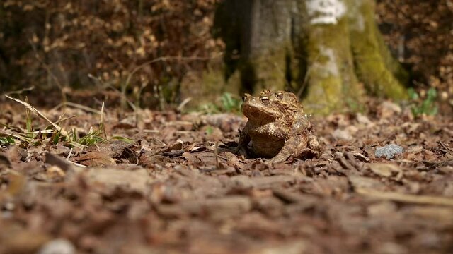 Common toad with male toad on his back 