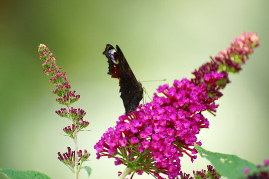 Schmetterling Pfauenauge auf Fieder Gew&auml;chs