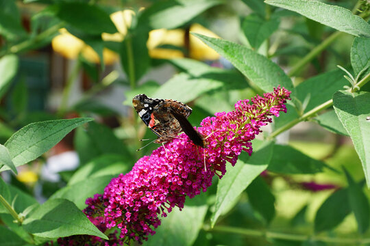 Schmetterling Pfauenauge auf Fieder Gew&auml;chs