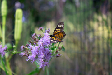 butterfly on flower