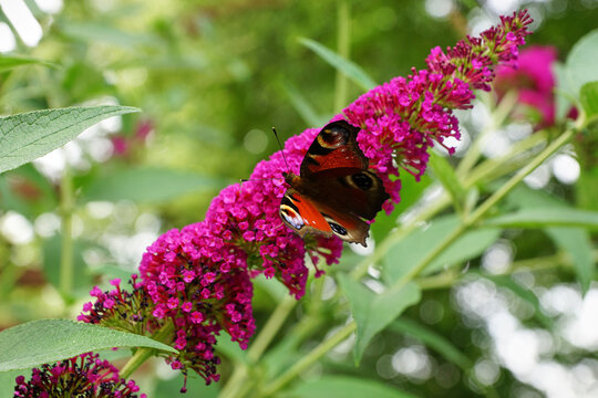 Schmetterling Pfauenauge auf Fieder Gew&auml;chs