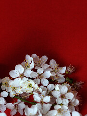 Naklejka na ściany i meble white blooming spring branch on red background copy space
