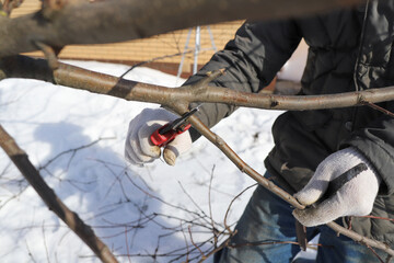 prune apple tree branches in the spring, gardening with trees in the spring