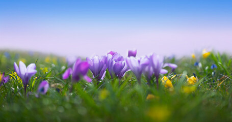 purple crocuses in meadow