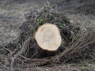 Naturgewalten - Sturm wirft großen Baum um