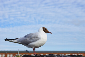 Vogel im Profil