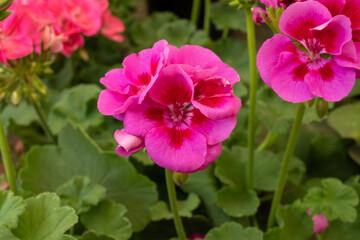 Fototapeta premium flowers