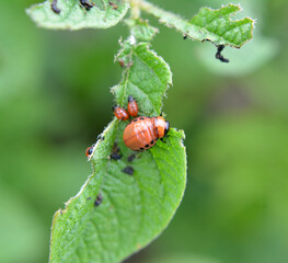 On potatoes - Colorado potato beetle larvae