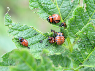 On potatoes - Colorado potato beetle larvae