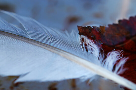 Nahaufnahme von einer Vogelfeder und einem Herbstblatt im Wasser