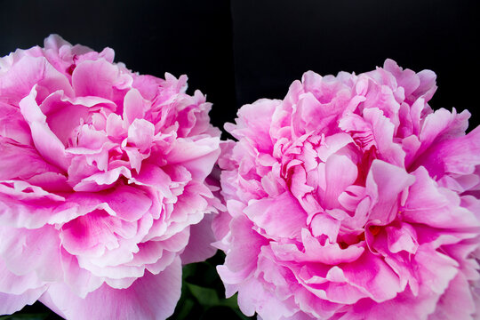 Close up two pink peony spring flowers on black background 