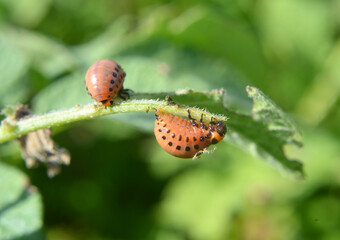 On potatoes - Colorado potato beetle larvae